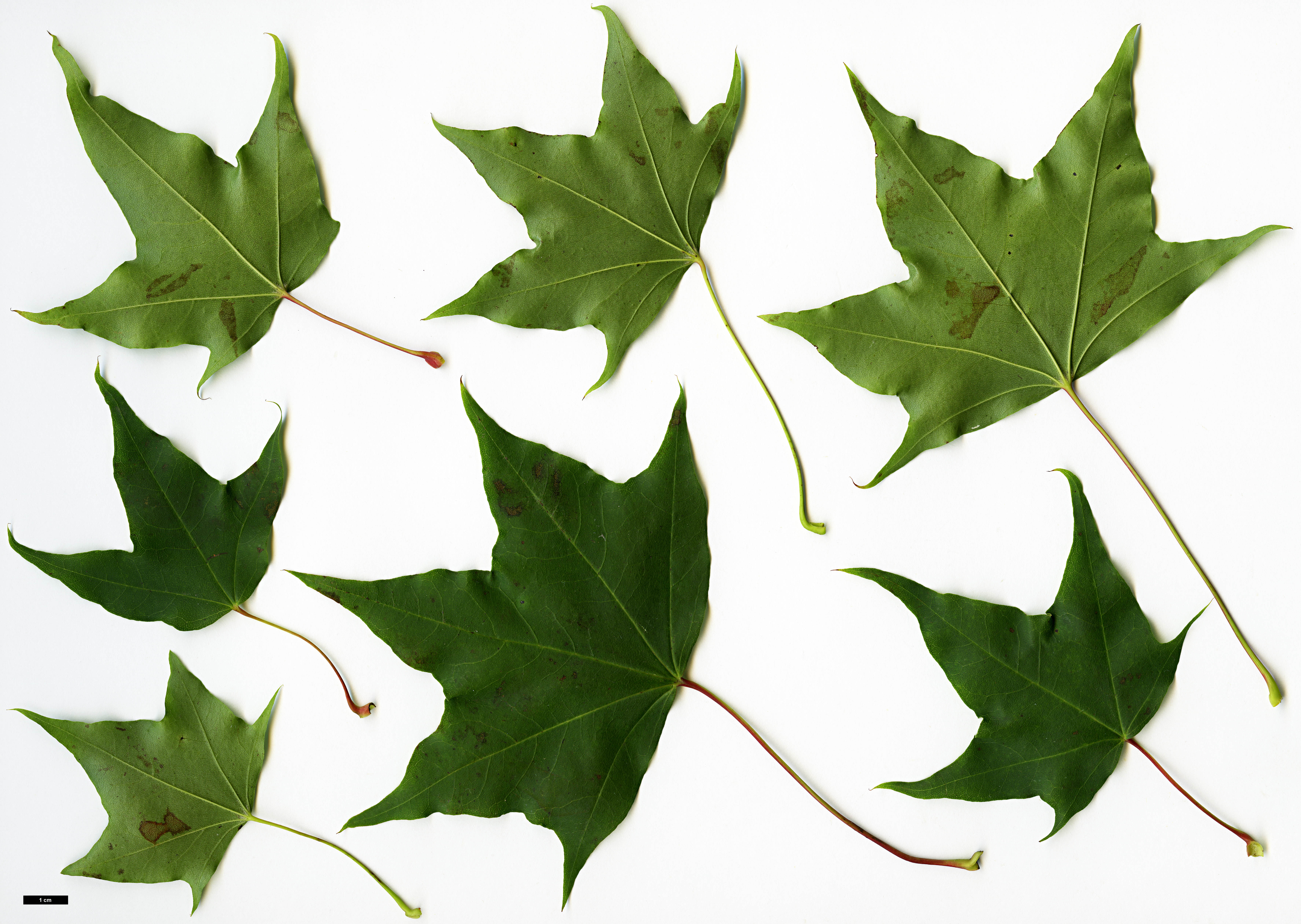 High resolution image: Family: Sapindaceae - Genus: Acer - Taxon: pictum - SpeciesSub: subsp. macropterum